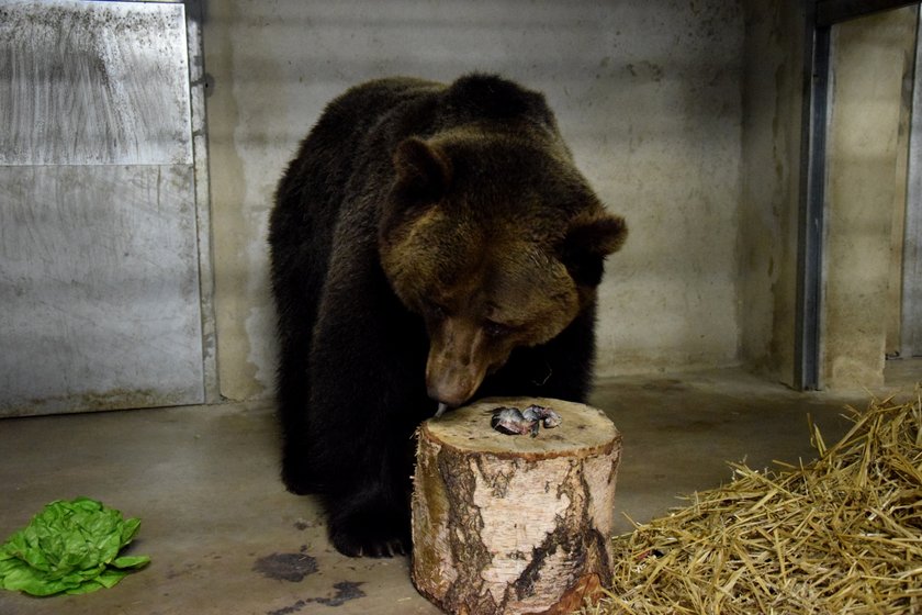 Poznańskie Nowe Zoo ma dwa nowe misie! W azylu dla niedźwiedzi zamieszkały Ewka i Gienia