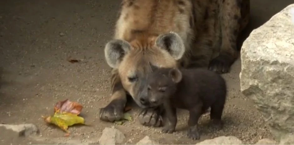 Beba hijena u Beo Zoo Vrtu