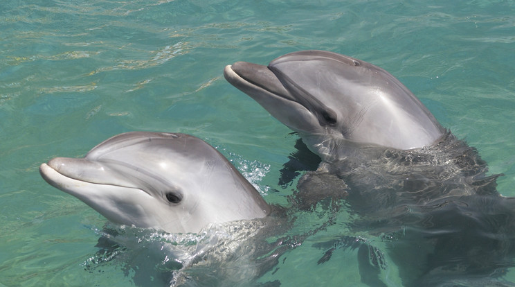 Tömegesen pusztulnak el a delfinek, a pontos okot még egyelőre vizsgálják Fotó: Northfoto