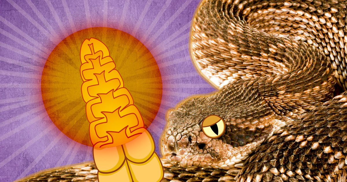 A rattlesnake emits its famous warning signal without anything at all ...
