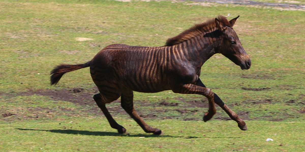 Zebruś to pół koń pół zebra