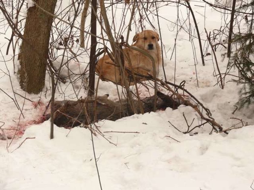 Horror w lasach pod Augustowem! Drastyczne foto!