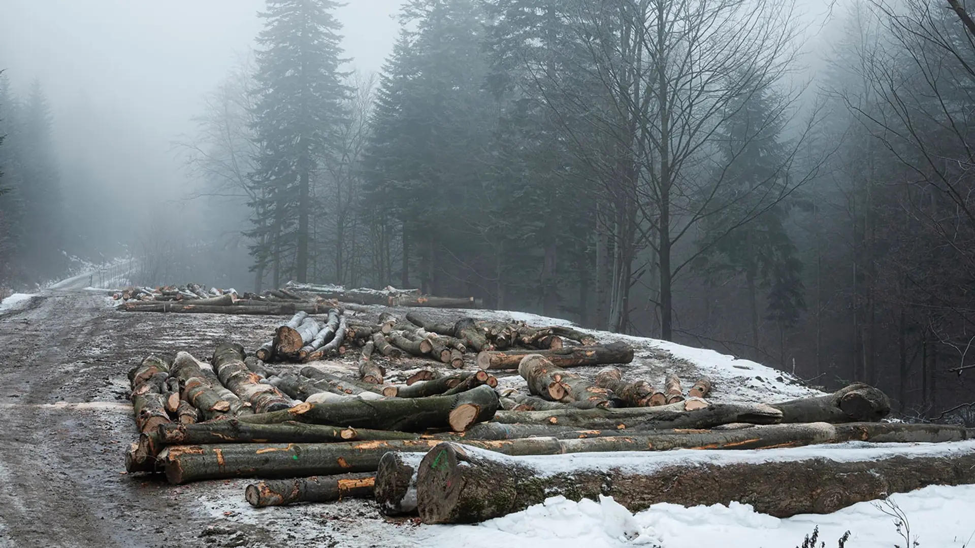 Bieszczady nikną w oczach - Lasy Państwowe masakrują wiekową Puszczę Karpacką