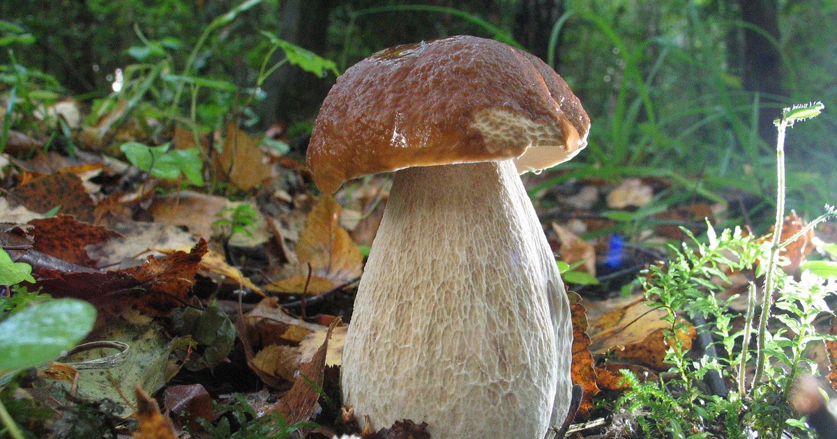 Złe wieści dla grzybiarzy! Prognozy pogody niweczą szanse na wysyp, zwłaszcza w tym regionie