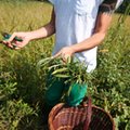 Rośnie zainteresowanie uprawą konopi w Polsce