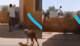 Man being chased by wild bulldog jumps over tall fence wall without touching it