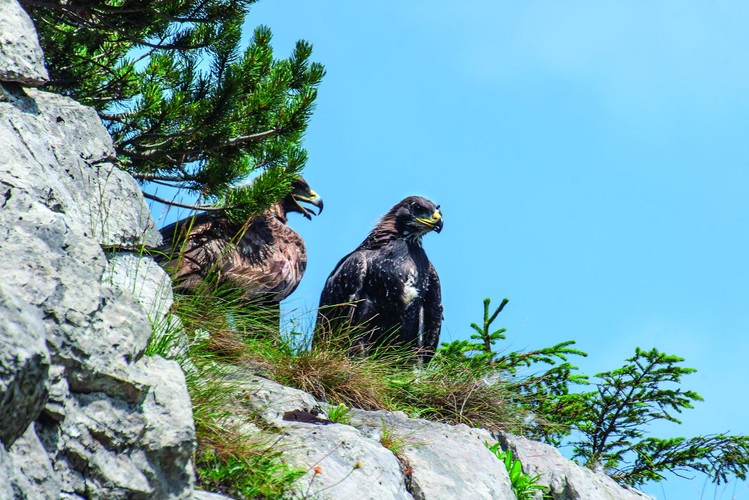 zdjęcie z albumu 'Opowieści z serca Tatr' / fot. Piotr Krzan