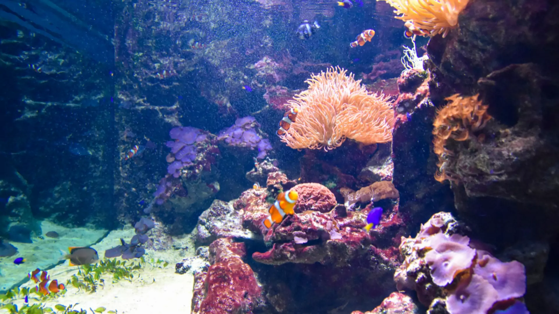 Porażka ekologów. Wielka Rafa Koralowa nie została uznana za zagrożoną