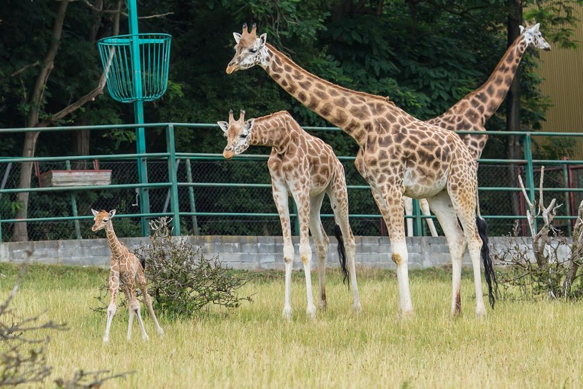 Będzie żyrafiarnia w poznańskim zoo