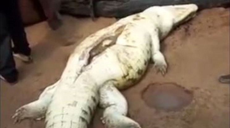 A döglött krokodil gyomrában egy kisfiú maradványait találták