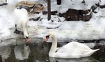 Mieszkańcy miasta przekarmili łabędzia. Ptak nie żyje