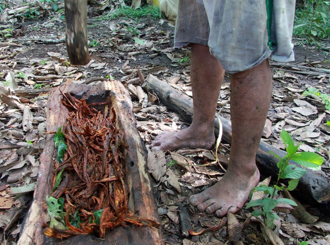 Proces robienia eliksiru Ayahuasca musi być rygorystycznie przestrzegany. Samo wyżłobienie naczynia, w którym ubijał winorośl, zajęło dwie godziny