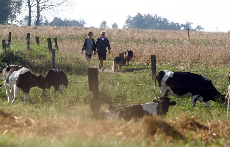 Któż to nadciąga wiejską drogą? Niemałe zaskoczenie mogli przeżyć gospodarze zabierający się do dojenia krów, gdyby przyjrzeli się tej parze