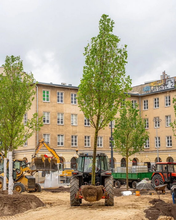 Zamiast małych sadzonek są duże drzewa. Tak zmienia się plac Wolności w Łodzi