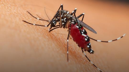 Tigrasti komarac je aktivan tokom celog dana 