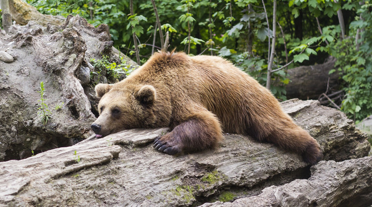 Megnövekedett a barnamedvék száma a Pireneusokban /Illusztráció: Pixabay