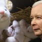 Prezes PiS Jarosław Kaczyński norki zwierzęta futerkowe kampania antyfutrzarska