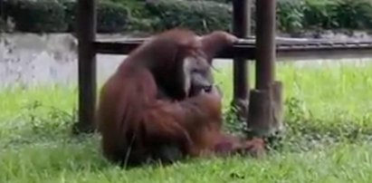 Wyrzucił papierosa w zoo. Oto, co zrobił orangutan!