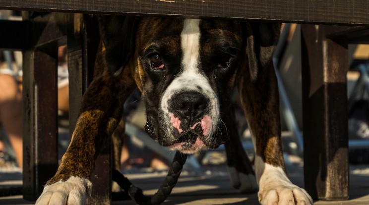 Staffordshire terrier okozott életveszélyes és súlyos sérüléseket