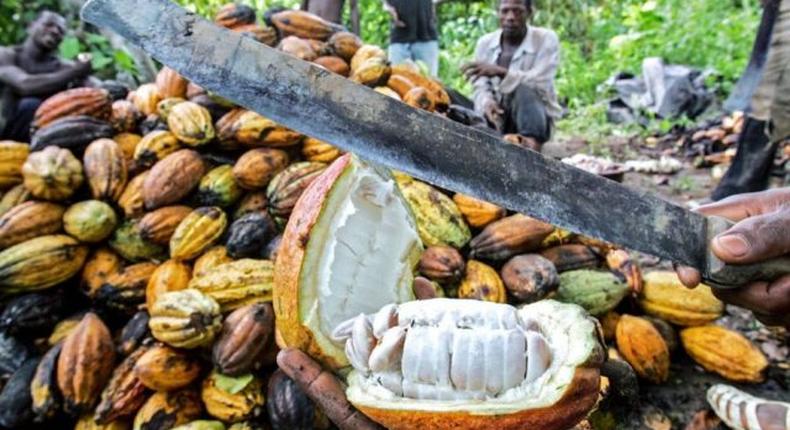 EU threatens to ban cocoa from Ghana over illegal mining [ISSOUF SANOGO/AFP/Getty Images)]