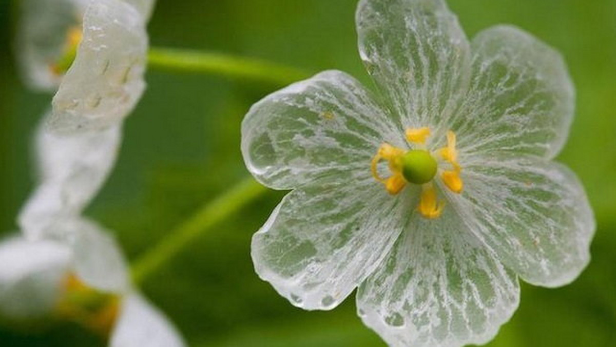 "Kwiat szkielet" to potoczne określenie rośliny o nazwie Diphelleia grayi. Podczas deszczu płatki kwiatów stają się bezbarwne, a kiedy wyschną, ponownie nabierają białego koloru.