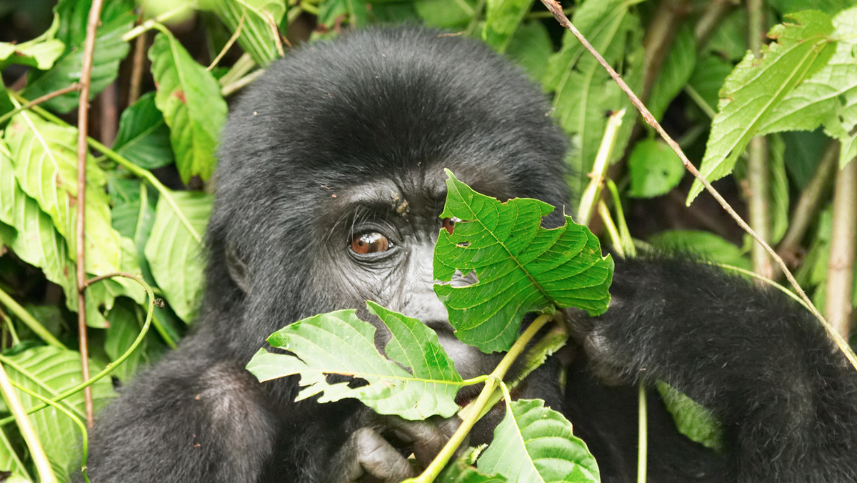 Międzynarodowa Unia Ochrony Przyrody uznała goryla wschodniego - największą małpę należącą do rodziny człowiekowatych - za gatunek krytycznie zagrożony wyginięciem. Z kategorii "zagrożone" do "narażone" przesunięto za to pandę wielką, której populacja rośnie.
