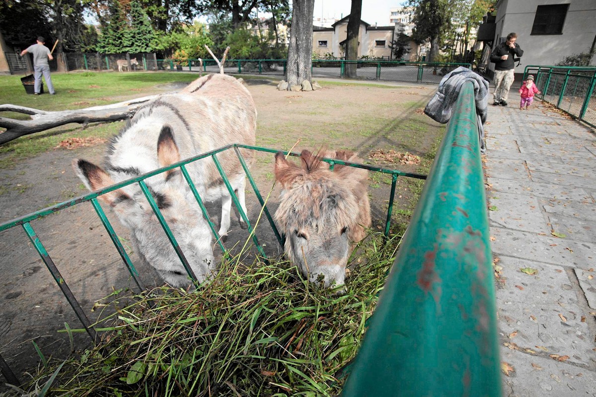 Oślica Antosia z osiołkiem Tadeuszem