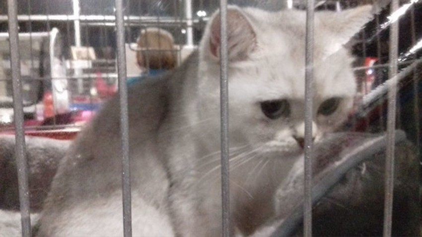 Posetioci će moći da udome i pse i mačke