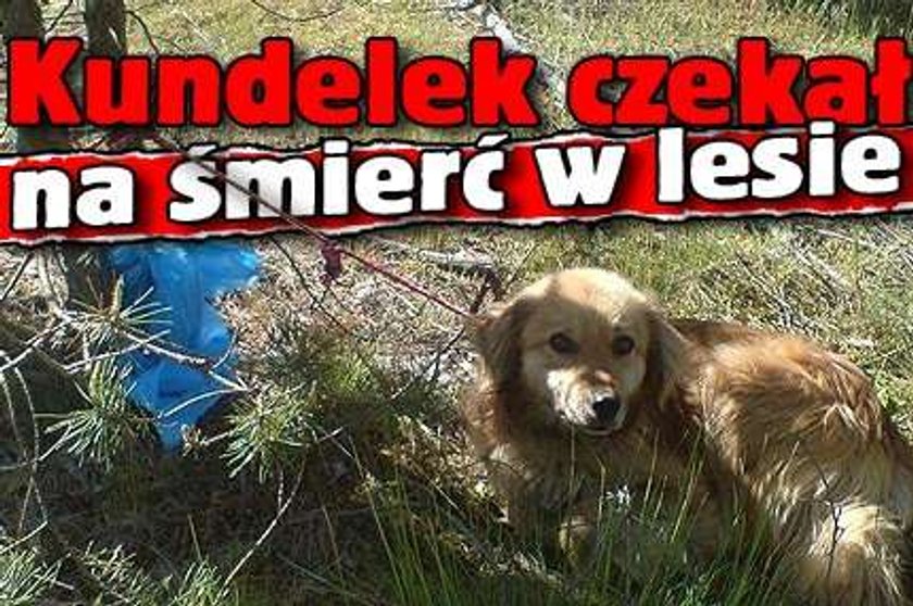 Kundelek czekał na śmierć w lesie