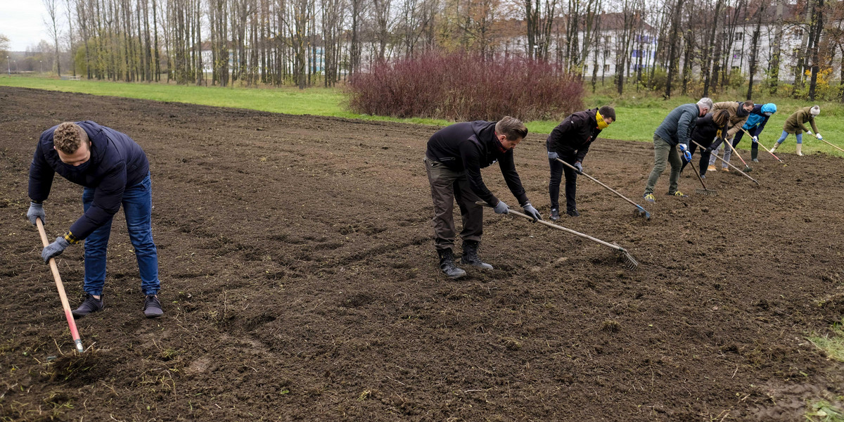 Sieją łąki kwiatowe. Tak chcą walczyć  z suszą i kleszczami