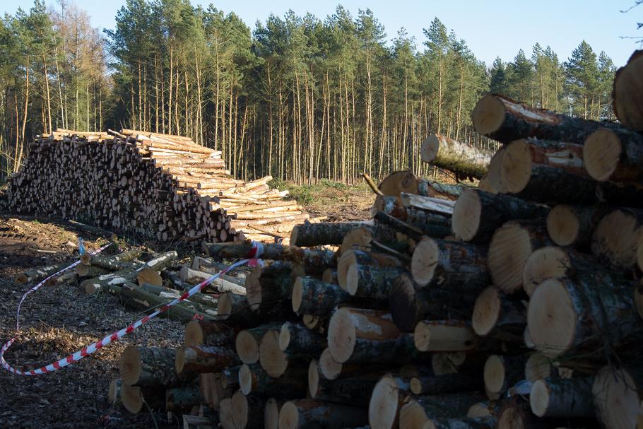 Od kilku lat przemysł przetwórstwa drewna alarmuje, że nie może kupić wystarczającej ilości drewna od Lasów Państwowych. Tymczasem największe polskie elektrownie wykorzystujące biomasę drzewną, spalają równowartość kilku-kilkunastu hektarów lasu dziennie każda.