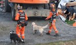 Rozdzierający serce widok w miejscu tragedii w Ustroniu. Mały Benio pokazał, gdzie leży jego pani. Czekał do końca