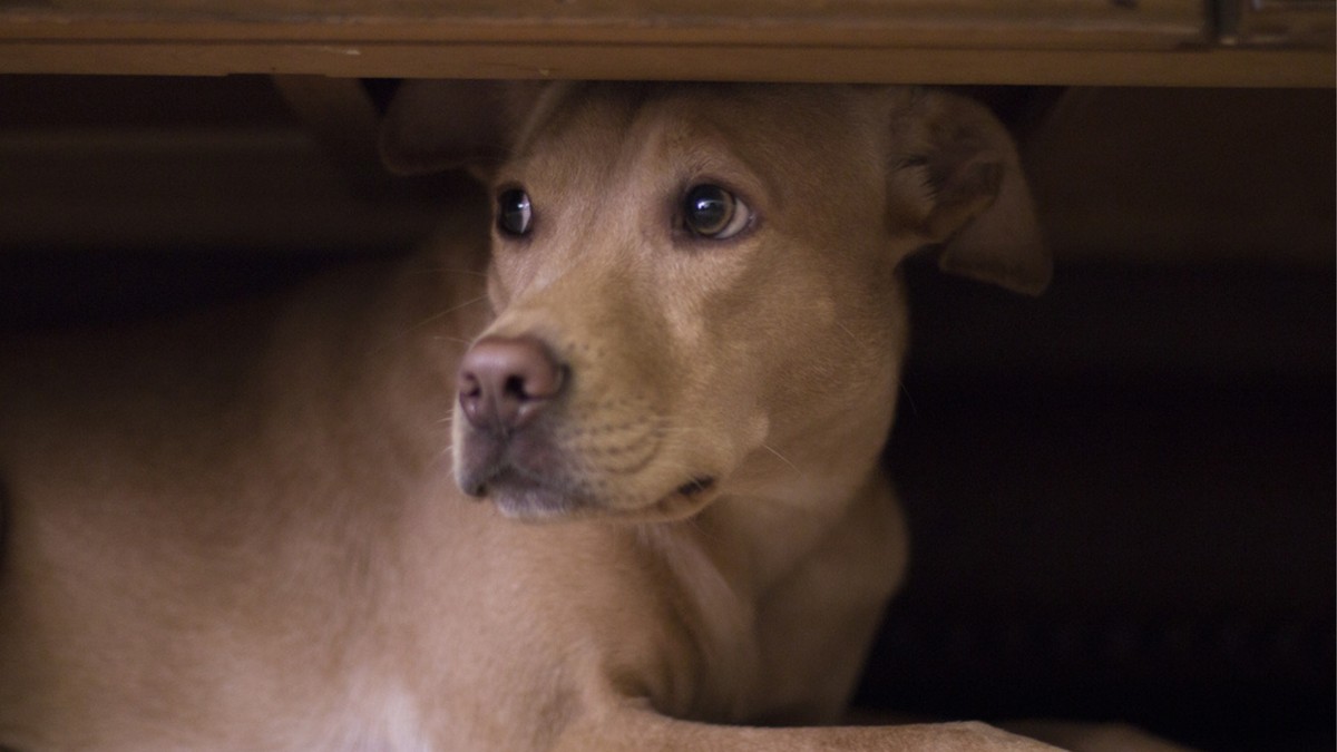 Jak przygotować psa na Sylwestra i Nowy Rok? Porady behawiorystki