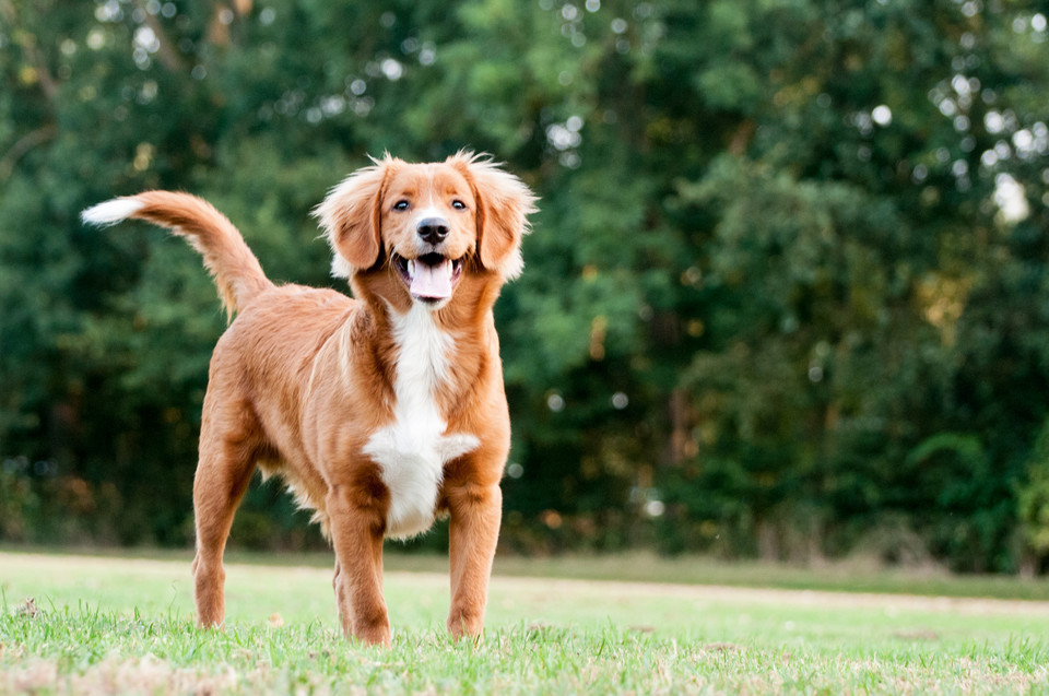 Retriever z Nowej Szkocji (Nova scotia duck tolling retriever)