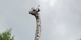 Słynna warszawska żyrafa ma 40 lat!