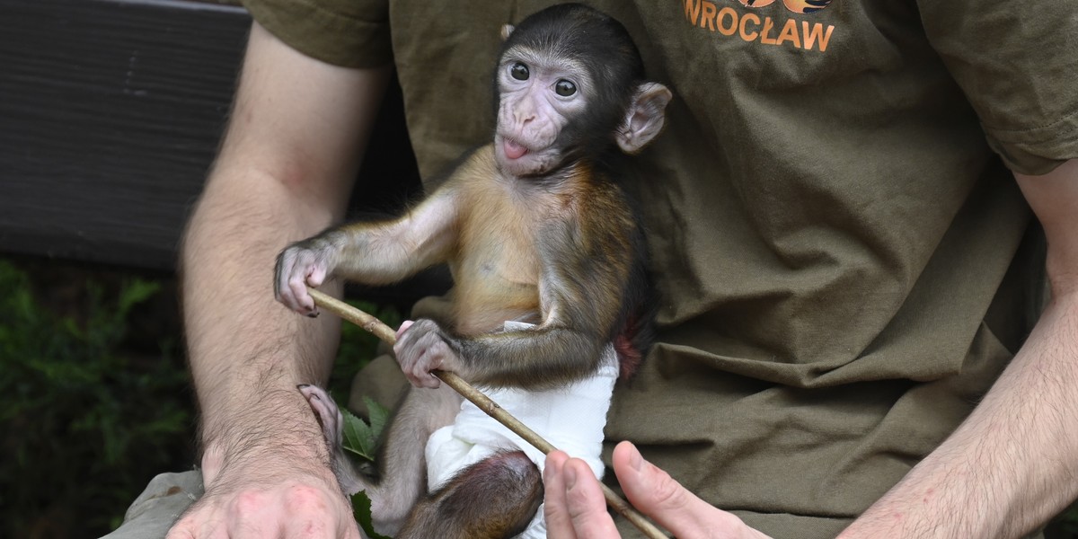 Pracownik wrocławskiego zoo zastępuje Sunny mamę na pełny etat!