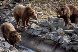 WROCŁAW WIOSNA ZOO NIEDŹWIEDZIE