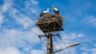 Energa gości polskie bociany białe. Na słupach energetycznych spółki mieszka co czwarta bociania rodzina