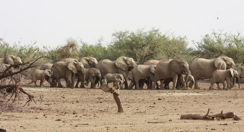 A herd of desert elephants searches for water in the drought stricken Gourma region of southern Mali in a file photo. REUTERS/Jake Wall