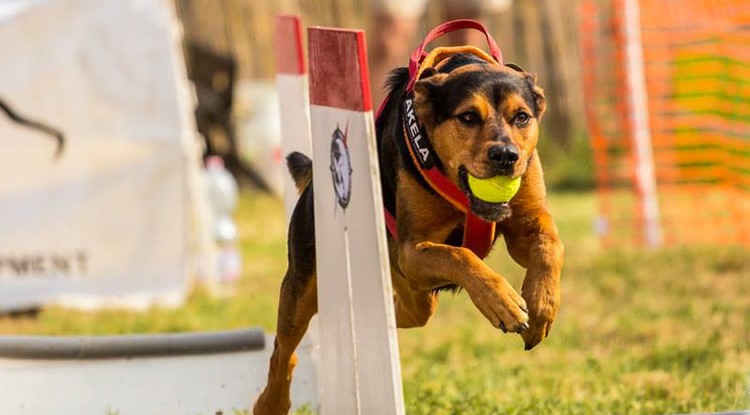 A kutyák és a gazdik is imádják a flyball-t. Fotó: Akela Kutyaiskola