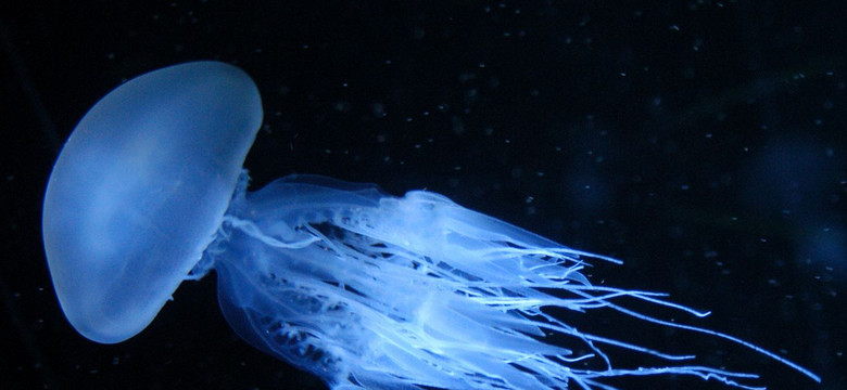 Nowa odmiana meduzy u wybrzeży Hiszpanii. Ma jedną zadziwiającą cechę