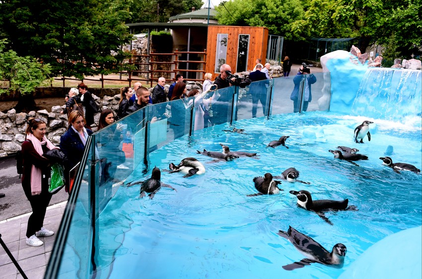 Proletos je otvoren i pingvinarijum