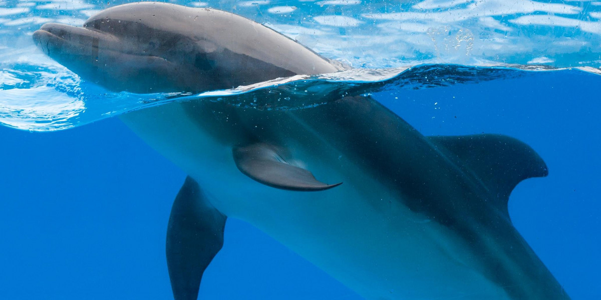 Delfiny  bywają niebezpieczne