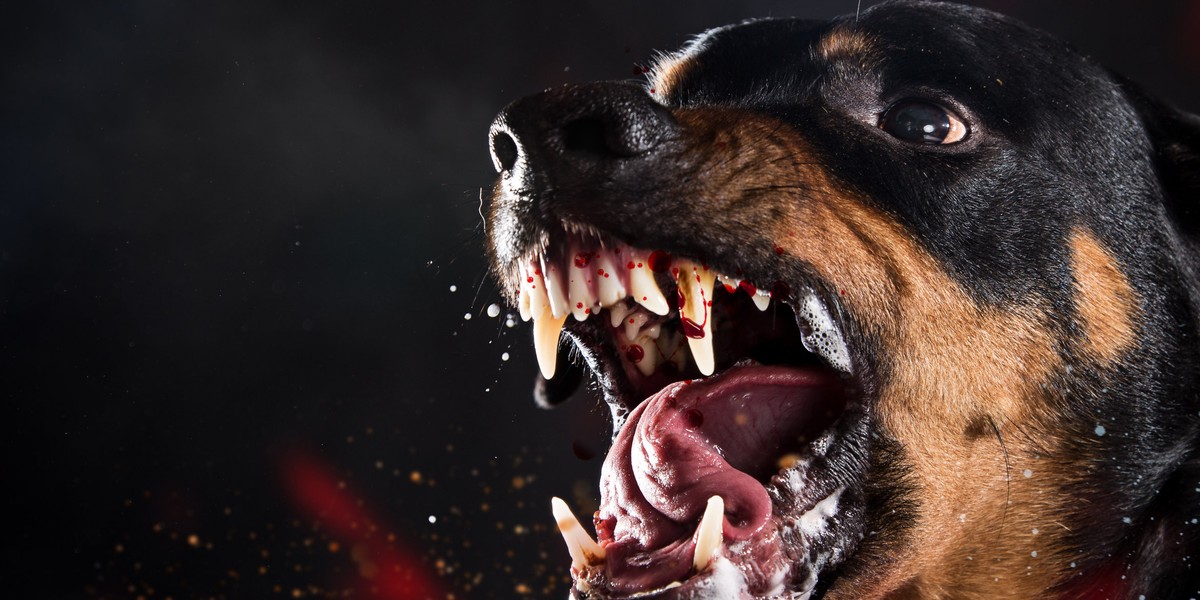 Rottweiler był w ośrodku od kilku miesięcy, nigdy nie zachowywał się agresywnie. Do środy...