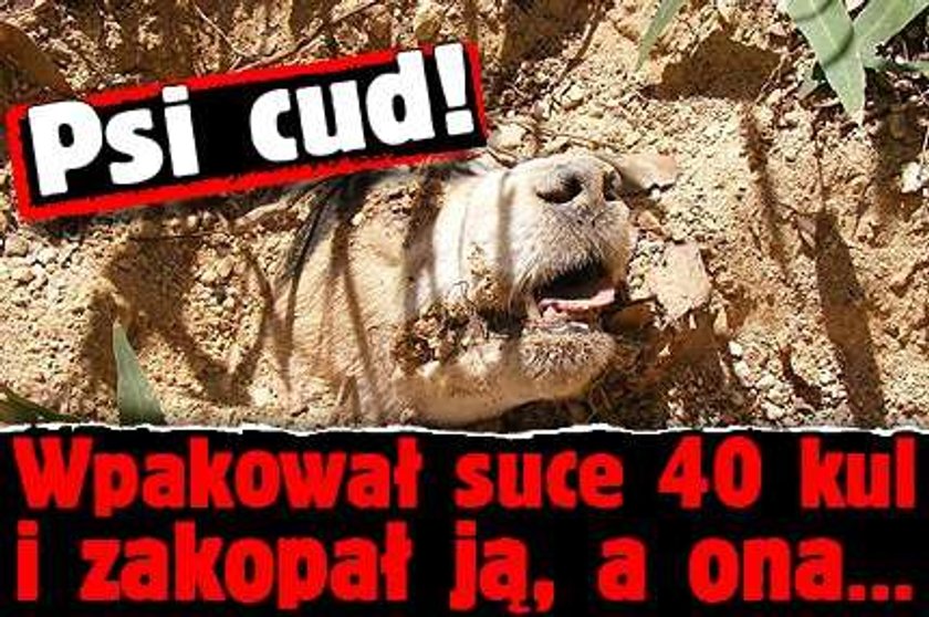 Psi cud! Wpakował suce 40 kul i zakopał ją, a ona...