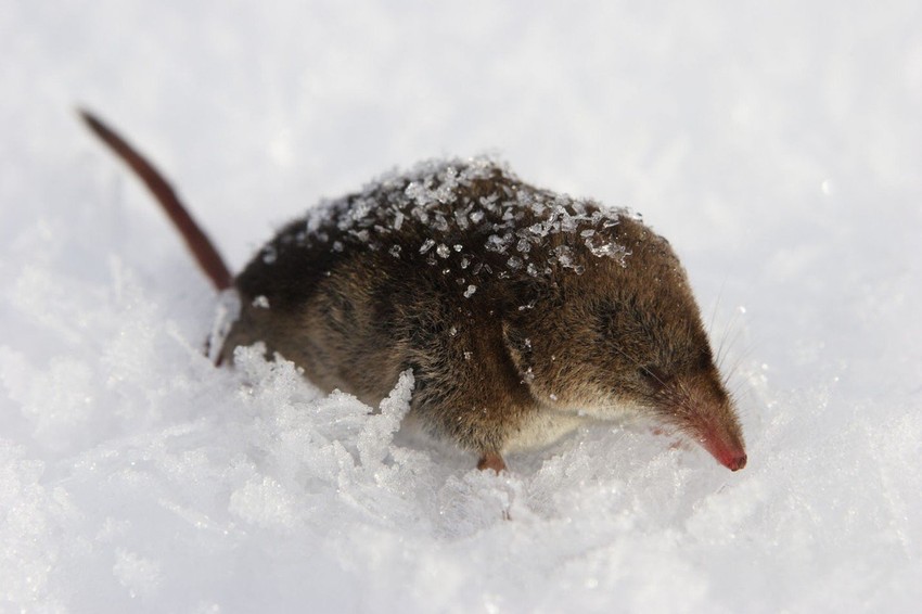 Rovčicama se tokom zime smanjuje telo, a na proleće raste