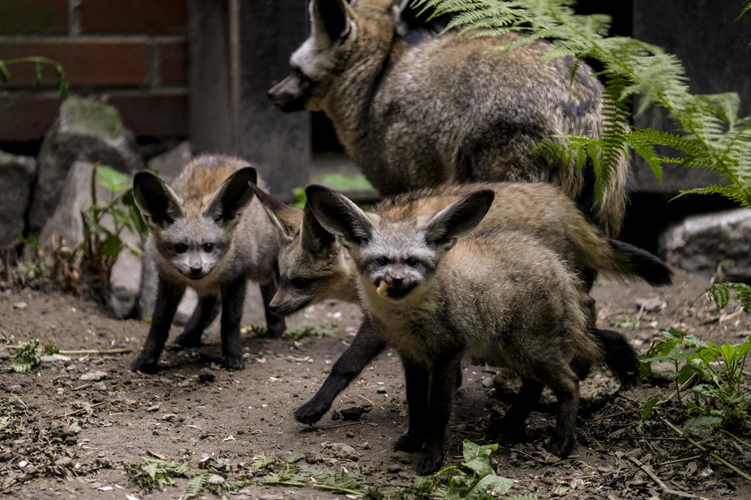 W zoo urodziły się otocjony