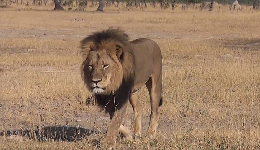 Cecil był pięknym lwem