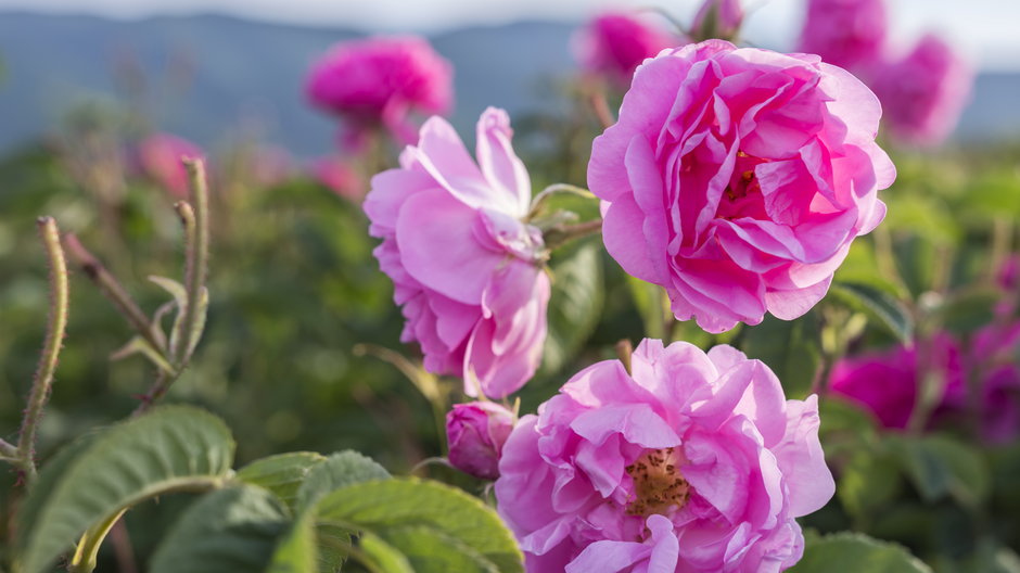 Róża damasceńska wytwarza piękne kwiaty o różnej barwie - RaDa/stock.adobe.com