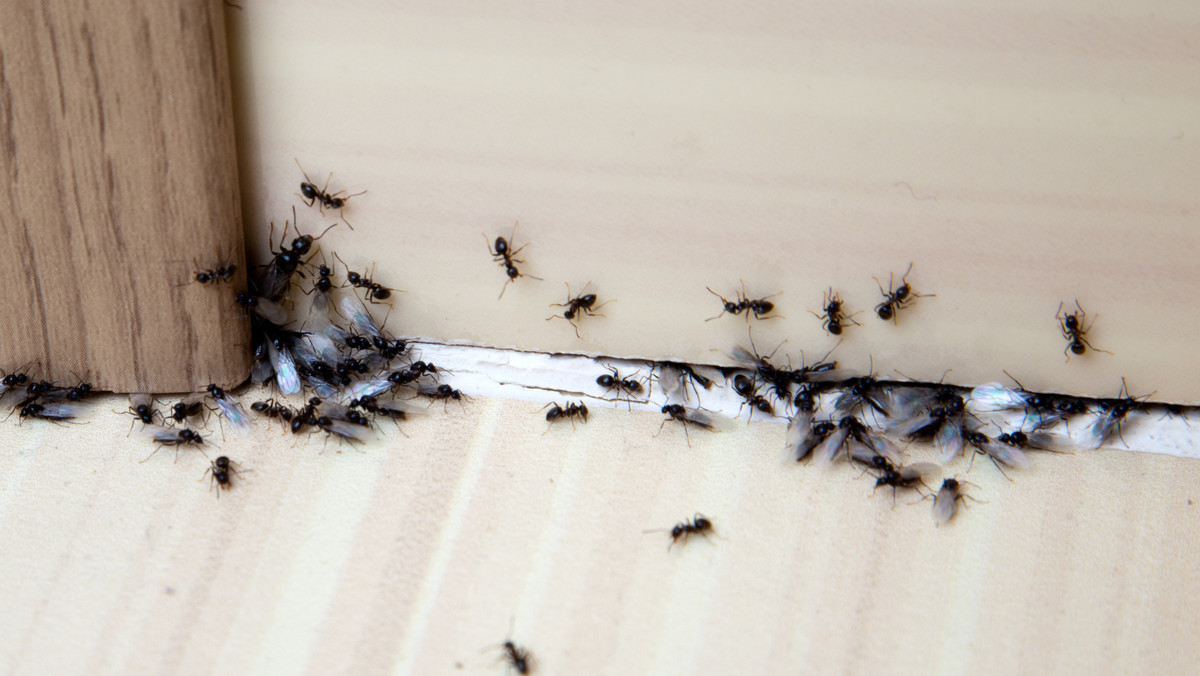 Mieszkańcy kilku poznańskich dzielnic dostrzegli plagę latających mrówek, która pojawiła się w mieście - podaje "Głos Wielkopolski". "Dziennik Zachodni" informuje, że podobny problem zaobserwowano w Chorzowie.